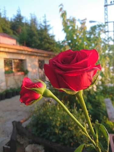 مخبوزات بأنواعها - المدينة المنورة