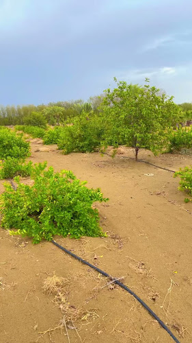 الخالدية، القنفذة 28821