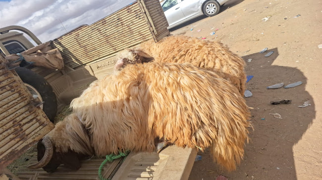 محل ملحمة ديار الحارة - تبوك