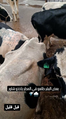 حليب العابدية - مكة