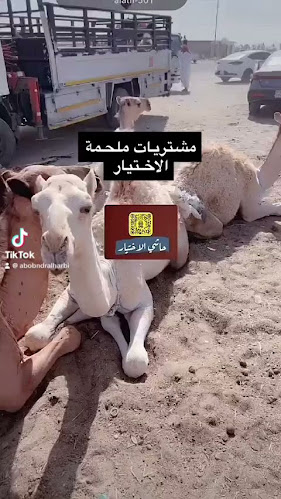 ملحمة الاختيار 2