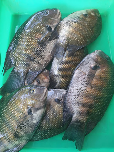 Al Baladiyah Street, الفهد، بيشة 67711