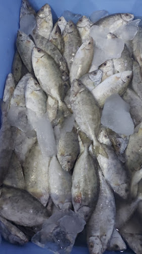 Comentarii opinii despre مسمكة قدوره للاسماك الطازجه