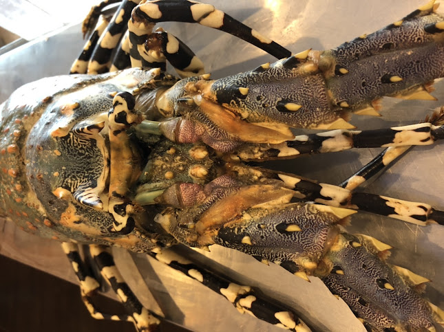 Comentarii opinii despre أسماك البحر الأحمر