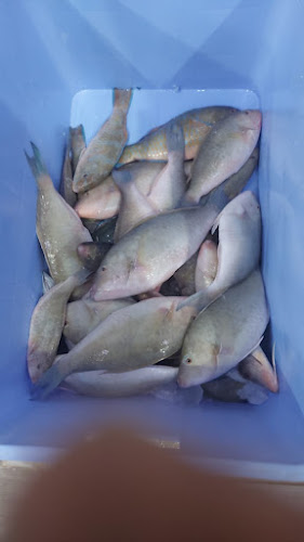 مسمكة قدوره للاسماك الطازجه - الضيافة