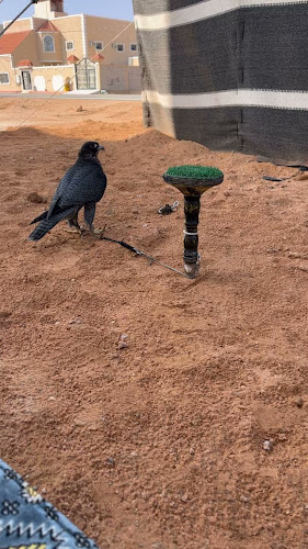 Opinii despre بيت الصقار :فهيد ابن فراج الكميخ الصميلي în رماح - الضيافة