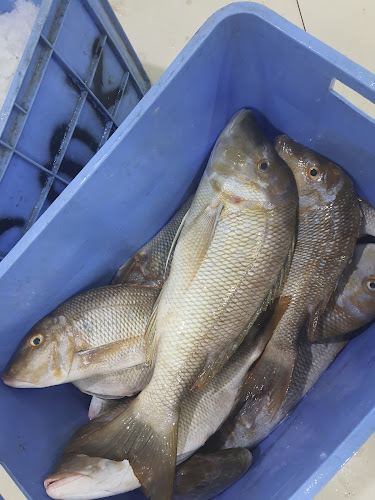 Opinii despre مطعم لذة السمك الطازج în رياض الخبراء - الضيافة