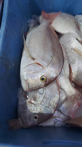 Opinii despre مسمكة قدوره للاسماك الطازجه în تبوك - الضيافة