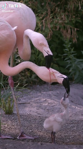 لذيذ برغر - الضيافة