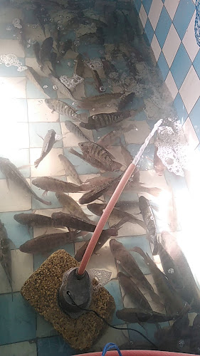 Comentarii opinii despre أسماك الوشم