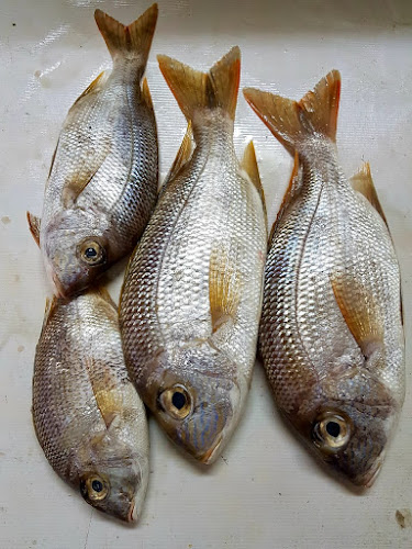 Opinii despre أسماك نوارة الإسكندرية în الرياض - الضيافة