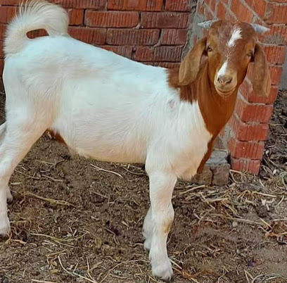 مطعم مندي المراسي