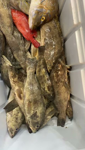 Opinii despre ربيانة السواحل în تبوك - الضيافة