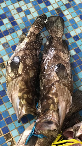 Comentarii opinii despre أسماك نوارة الإسكندرية