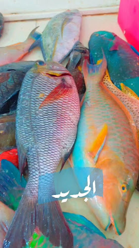 أسماك الشاطئ - املج