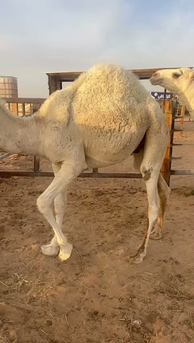 ملحمة عنوان اللحوم - الضيافة