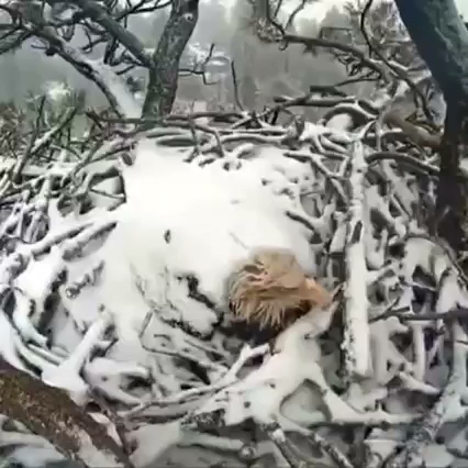 Opinii despre مطاعم اريج în الخبر - الضيافة