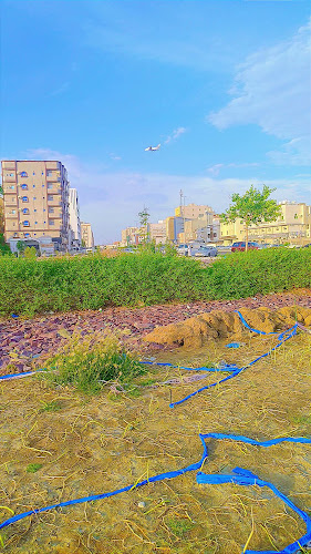 شاهي جمرة غضى - جدة