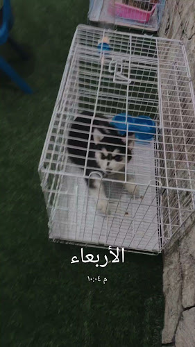 مطاعم يلمز - الضيافة