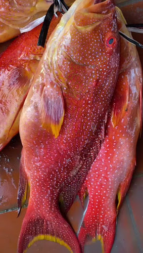 اسماك بحار غران 2 - جدة