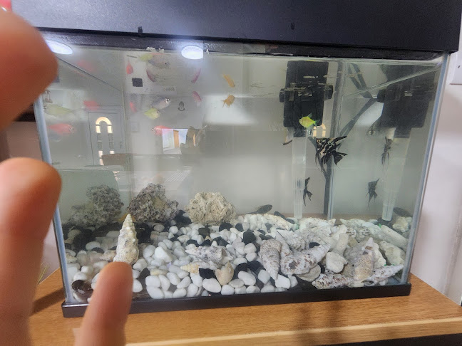 وايلد فاير - الرياض