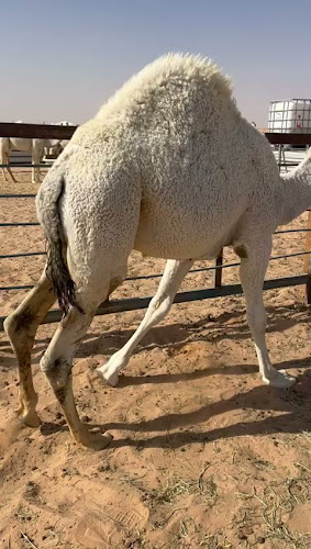 Opinii despre ملحمة عنوان اللحوم în الرياض - الضيافة