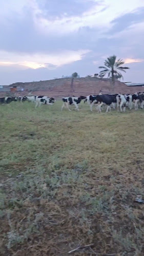 Comentarii opinii despre حليب العابدية