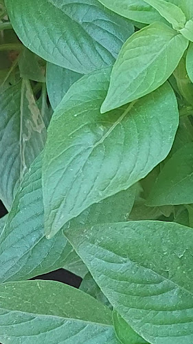 مطعم وشواية الورود البخاري - الرياض