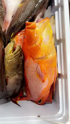 ربيانة السواحل - تبوك