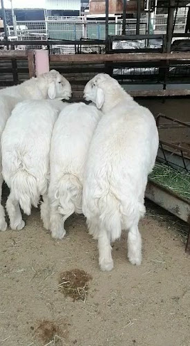 Opinii despre مطعم فن الزربيان în جدة - الضيافة