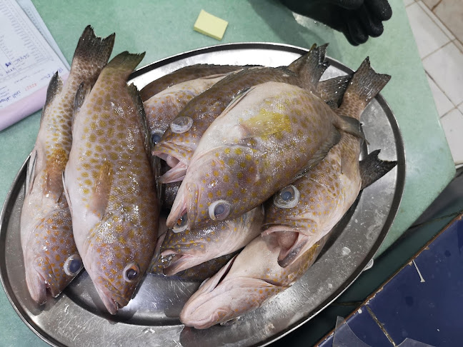 أصداف الجزر للأسماك