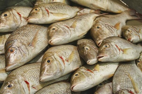 Opinii despre مطعم المرسى للمأكولات البحرية în المدينة المنورة - الضيافة