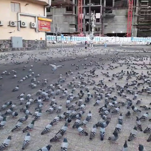 فول باجندوح