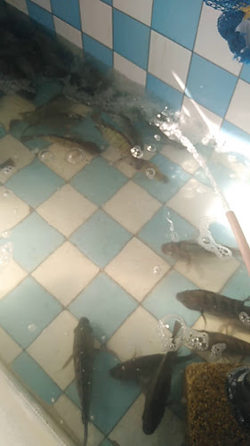 أسماك الوشم - الرياض