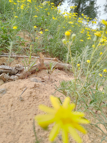 Comentarii opinii despre Bangali Market Buraydah