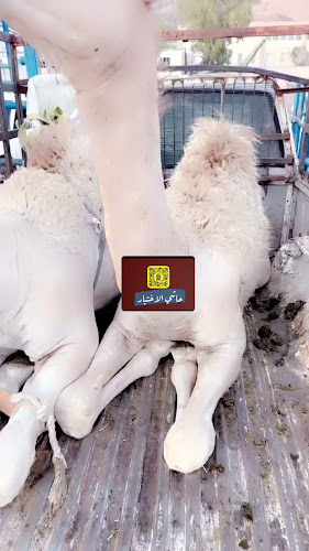 ملحمة الاختيار 2 - المدينة المنورة