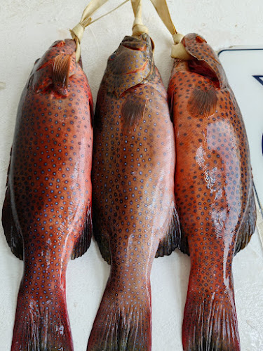 Comentarii opinii despre بيت البركة للأسماك