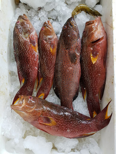 أسماك نوارة الإسكندرية - الضيافة