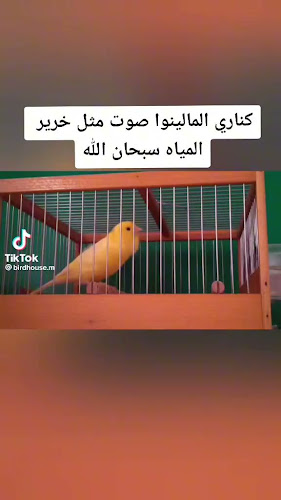 Comentarii opinii despre دانة الأرياف