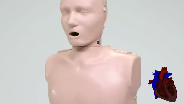 دمى محاكاة طبية ومجسمات تشريح طبي ودمى CPR