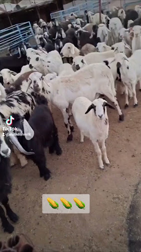 حليب العابدية - الضيافة