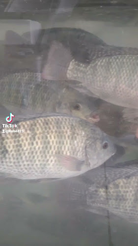 الامير عبد الله بن جلوي بن تركي حي المربع مقابل فوال الافراح، الرياض 12631