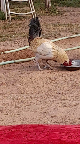 Opinii despre حايل în حائل - الضيافة