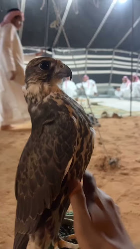 Opinii despre مجالس فراج بن شبيب بن كميخ الصمله în رماح - الضيافة