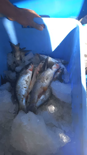 لؤلؤة الأسماك لبيع الأسماك الطازجة