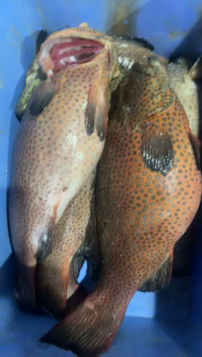 Comentarii opinii despre ربيانة السواحل