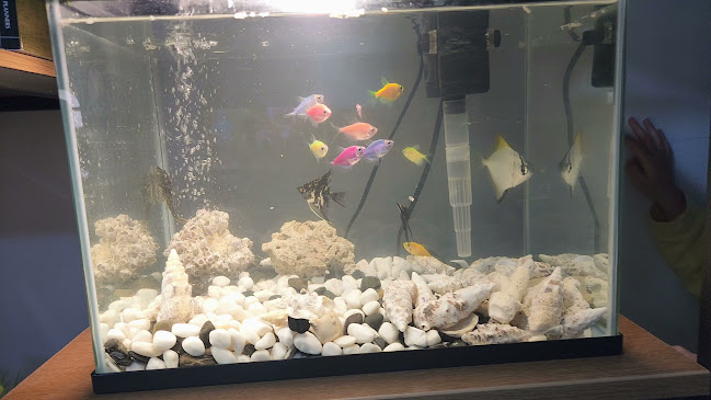 وايلد فاير - الضيافة