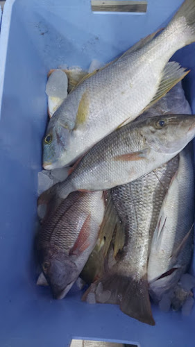 مسمكة قدوره للاسماك الطازجه - تبوك