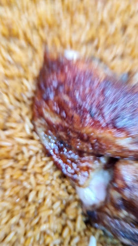 شواية الخليج - الضيافة