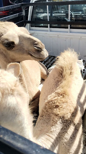 ملحمة الضان البلدي - الطائف